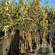 Quercus ilex 150-175 cm 30L meerstammig