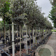 Quercus ilex 8-10 HO container