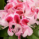 Rhododendron Belami 60-70 cm 20L
