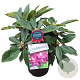Rhododendron 'Blue Print' 30-40 cm 5,0L struik