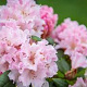 Rhododendron (C) 'Christmas Cheer' 50-60 cm 20L