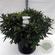 Rhododendron 'Cunningham's White' 80-100 cm cont. 80L
