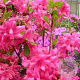 Rhododendron (AJ) 'Isabel' 40-50 cm 10L