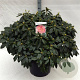 Rhododendron (Y) 'Percy Wiseman' 70-80 cm 40L
