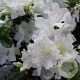 Rhododendron (AJ) 'Pleasant White' 40-50 cm 10L