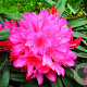 Rhododendron 'Rosa Perle' 30-40 cm 5,0L struik