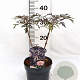 Sambucus nigra Black Lace 30-40 cm 3,0L