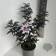 Sambucus nigra Black Tower 40-50 cm 5,0L