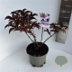 Sambucus nigra Black Tower 40-50 cm 5,0L