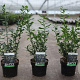 Sarcococca confusa 30-40 cm 3,0L