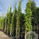 Wisteria brach. 'Shiro Kapitan' 550-600 cm cont. 80L Gestokt solitair