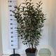 Elaeagnus ebb. 'Compacta' 100-120 cm 10L