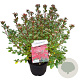 Azalea (J) 'Stewartstown' 25-30 cm 4,0L