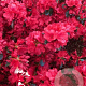 Azalea (J) 'Stewartstown' 40-50 cm 10L