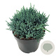 Juniperus squamata 'Tropical Blue' 25-30 cm 6,5L
