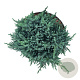 Juniperus squamata 'Tropical Blue' 25-30 cm 6,5L
