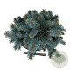 Picea pungens 'Blaukissen' 15-20 cm