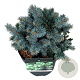 Picea pungens 'Blaukissen' 15-20 cm