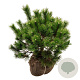 Pinus mugo 50-60 cm met kluit extra