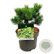 Pinus mugo 'Carsten's Wintergold' 15-20 cm