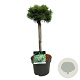 Pinus mugo 'Mops' 40 cm stam 5,0L