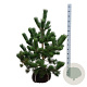 Pinus nigra 'Oregon Green' 80-100 cm met kluit extra
