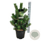 Pinus nigra 'Oregon Green' 60-80 cm met kluit extra