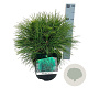 Pinus nigra 'Spielberg' 30-40 cm 4,5L