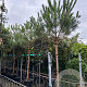 Pinus pinea 20-25 HO container