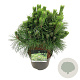 Pinus thunbergii 'Sayonara' 30-40 cm 4,5L