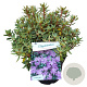 Rhododendron impeditum select 25-30 cm 3,5L