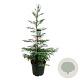 Sequoia semp. 'Steel Blue' 150-175 cm cont. 55L extra
