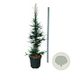 Sequoia sempervirens 'Lightning' 150-175 cm cont. 55L extra