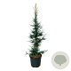 Sequoia sempervirens 'Lightning' 150-175 cm cont. 55L extra