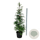 Sequoia s. 'Illa Martin' 225-250 cm cont. 55L extra