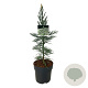 Sequoiadendron g. 'Glaucum' 50-60 cm 6L