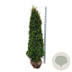 Thuja occ. 'Pyramidalis Compacta' 200-225 cm met kluit extra
