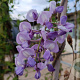 Wisteria brachybotrys 'Iko-yama-fuji' halfstam container