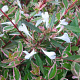 Abelia grandifl. Confetti 20-25 cm 2,0L