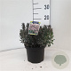 Andromeda polifolia 'Blue Ice' 20-25 cm 2,0L