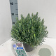 Andromeda polifolia 'Blue Ice' 20-25 cm 2,0L
