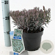 Andromeda polifolia 'Blue Ice' 20-25 cm 2,0L