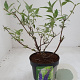 Buddleja d. Adonis Blue 40-60 cm 2,0L