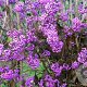 Callicarpa bod. 'Profusion' 150-175 cm met kluit struik