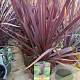 Cordyline australis 'Red Comet' 25-30 cm 2,0L