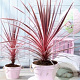 Cordyline aus. Charlie Boy 25-30 cm 2,0L