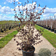Corylus m. 'Purpurea' 150-175 cm met kluit struik
