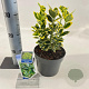 Euonymus jap. Marieke 20-25 cm 2,0L