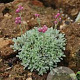 Antennaria dioica 'Alex Duguid' GM C1 BIO