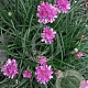 Armeria maritima GM C1 BIO inheems